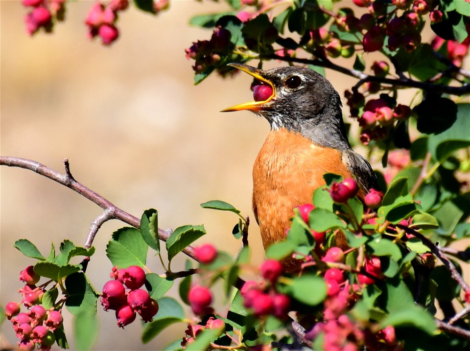 American robin at Seedskadee National Wildlife Refuge