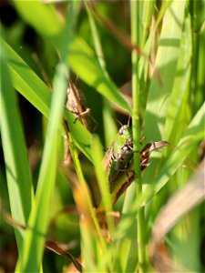 Grasshopper_01 photo