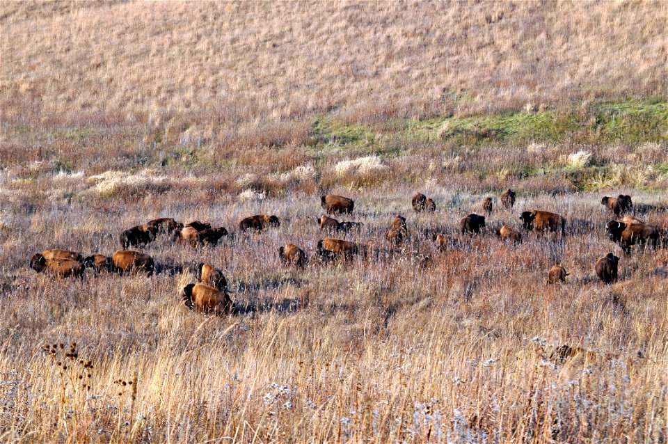 Bison