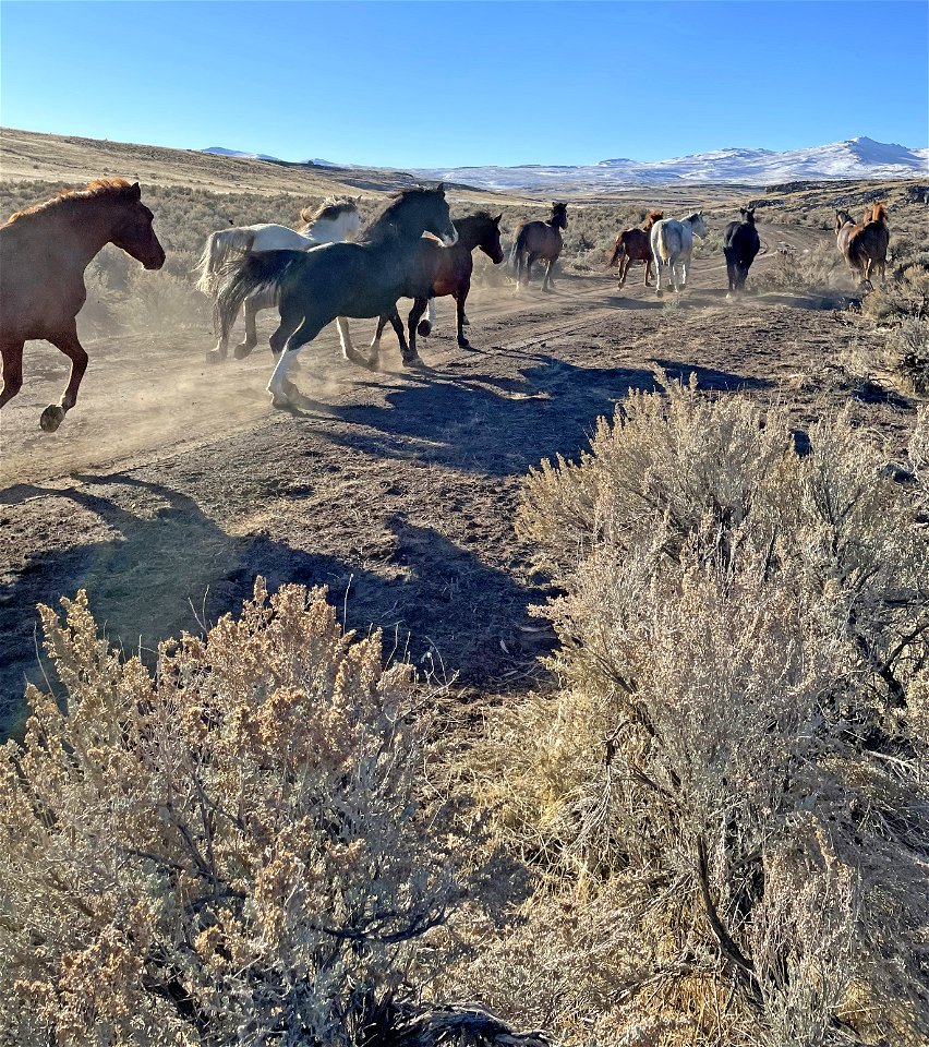 Twin Peaks Mare Release