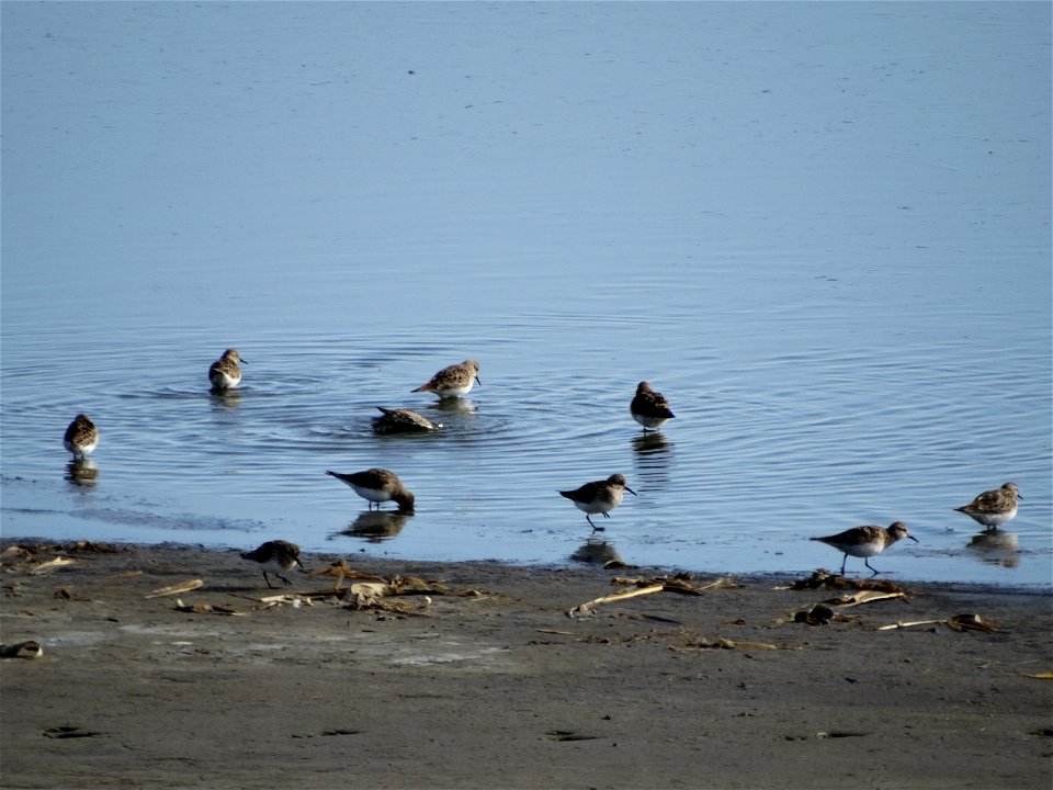 Bairds Sandpiper on Lake Andes Wetland Management District South Dakota