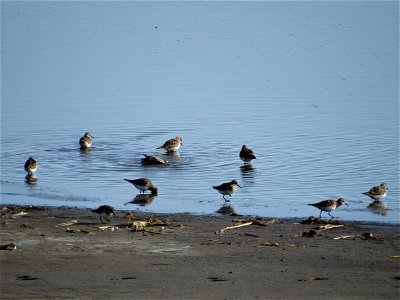 Bairds Sandpiper on Lake Andes Wetland Management District South Dakota