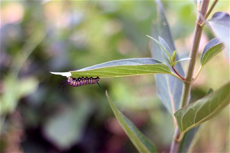 Monarch Caterpillar in Minnesota