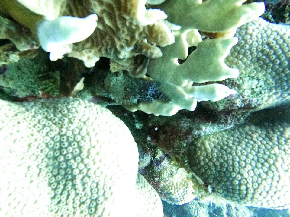 Weird lizzard lookng fish Oil slick Bonaire