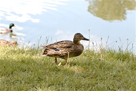 A duck, Chisinau Botanical Garden