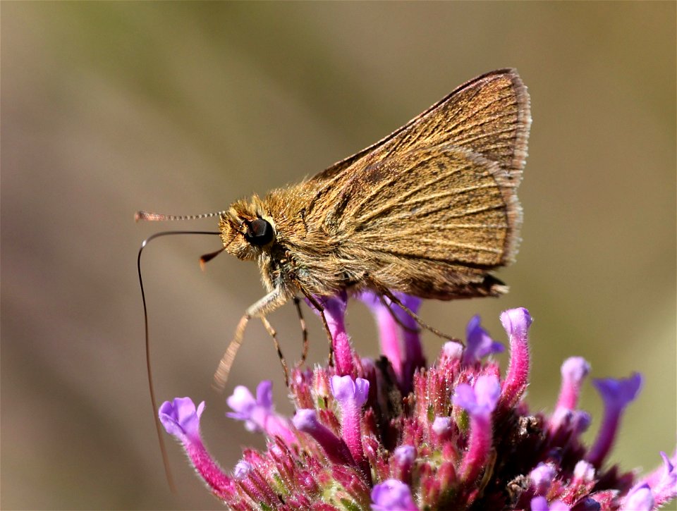 SKIPPER, SWARTHY (Nastra lherminier) (06-02-2023) powerlines, duke forest, orange co, nc -10