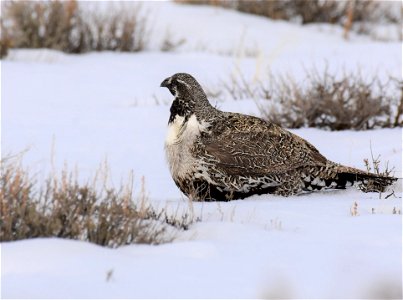 Greater sage-grouse on Seedskadee National Wildlife Refuge