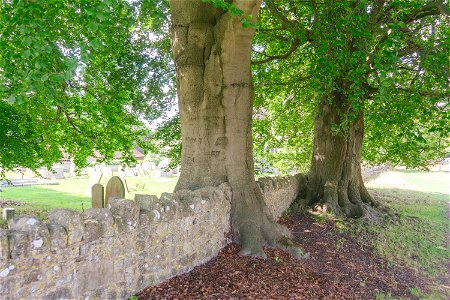 Tree on Norman Stanley Fletchers wall Boxley Church.