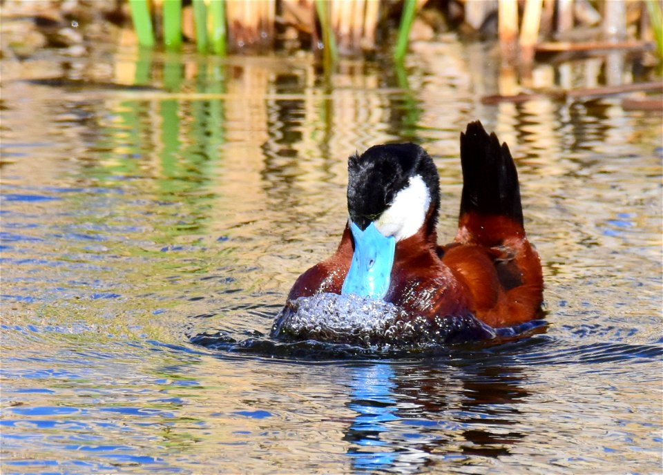 Ruddy duck at Seedskadee National Wildlife Refuge