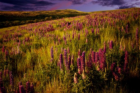 Pink clouds and purple lupine, Wasco County, Oregon photo