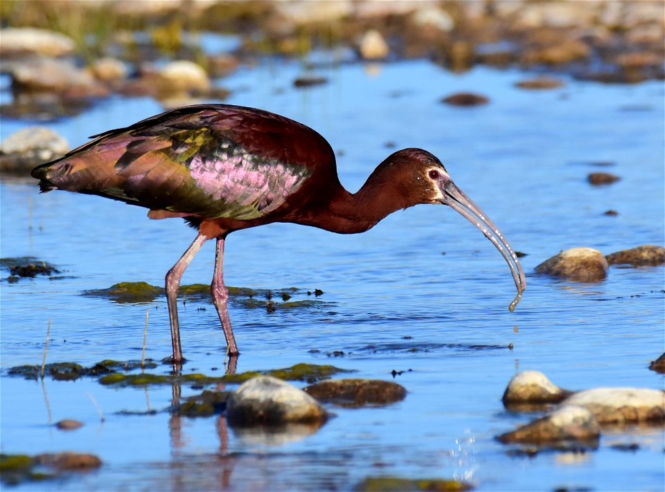 White-faced ibis at Seedskadee National Wildlife Refuge