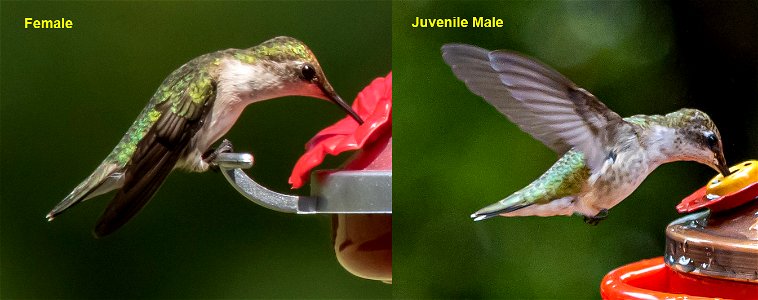 Day 193 - Hummingbird Identification photo