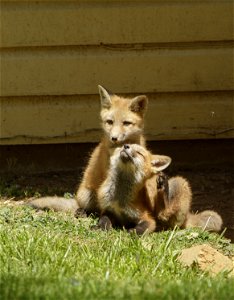 Red Fox Pups photo