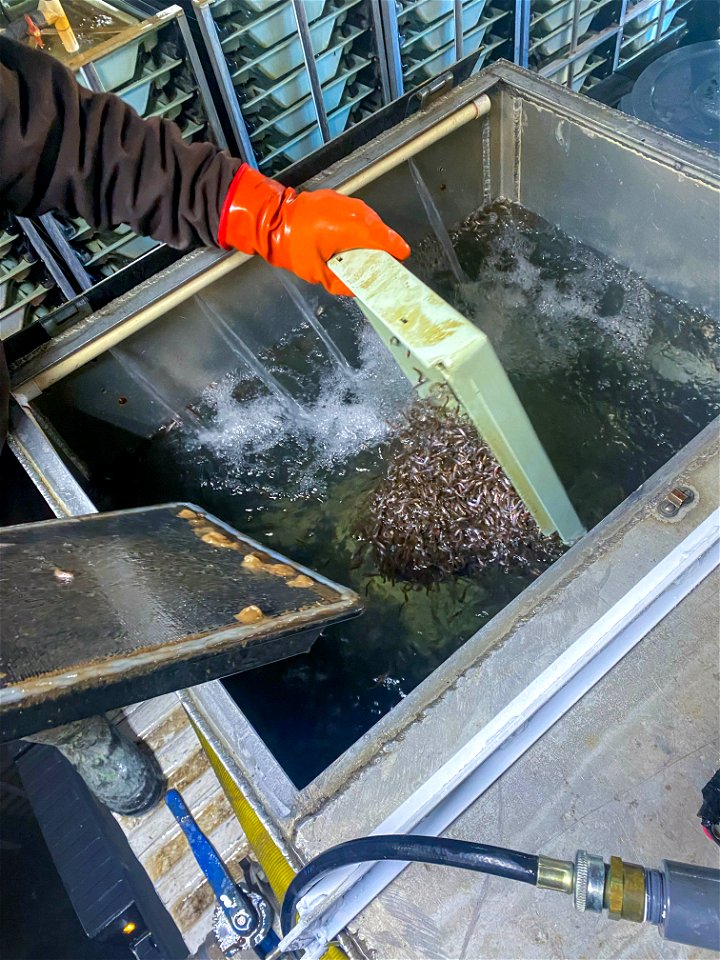 Fry placed into transport tank