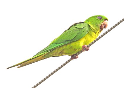 561 - GREEN  PARAKEET (12-31-2021) americana rv park, palmview, hidalgo co, tx -01