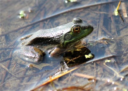 Bullfrog photo