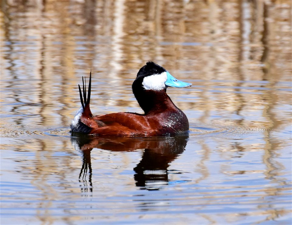 Ruddy duck at Seedskadee National Wildlife Refuge