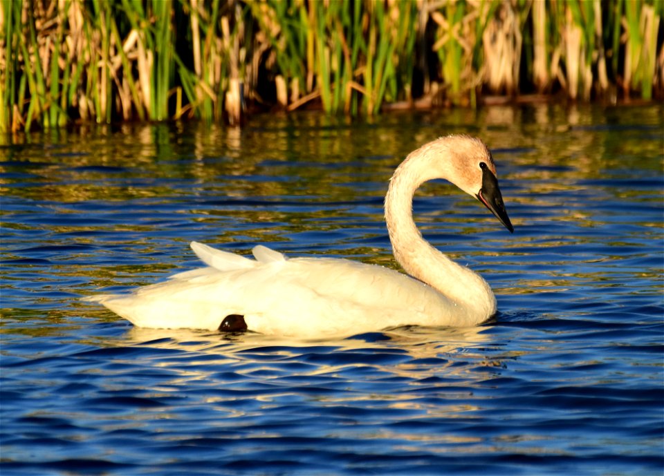 Trumpeter swan at Seedskadee National Wildlife Refuge