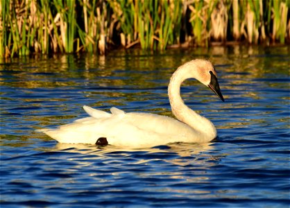 Trumpeter swan at Seedskadee National Wildlife Refuge