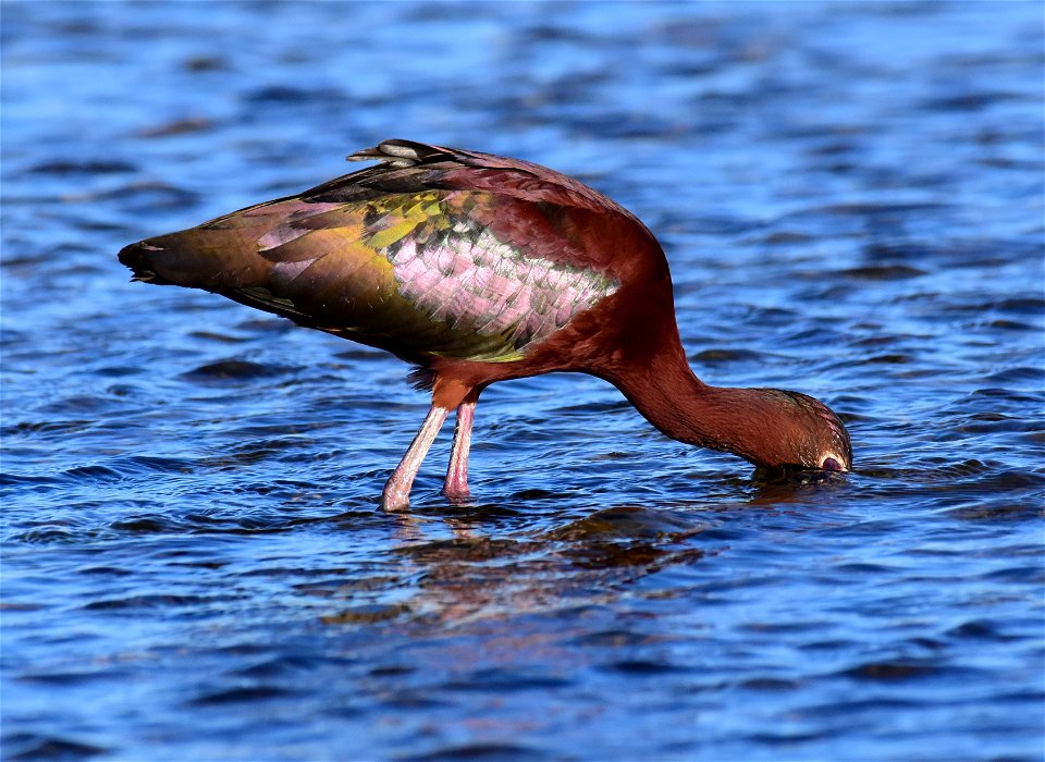 White-faced ibis at Seedskadee National Wildlife Refuge