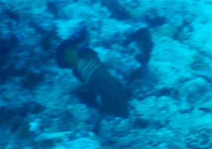 Cephalopholis argus 1