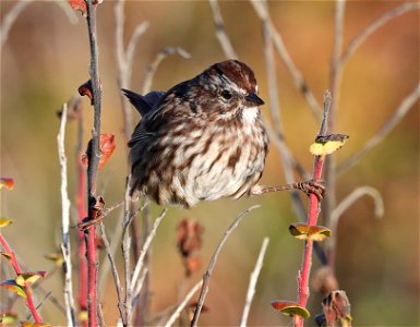 883 - SONG SPARROW (10-11-2021) rufina, point st george, del norte co, ca -02
