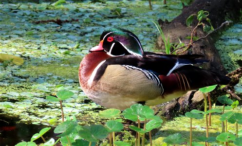 Male Wood Duck