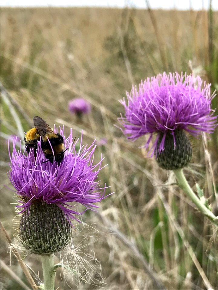 Bumblebee on Flodman's thistle