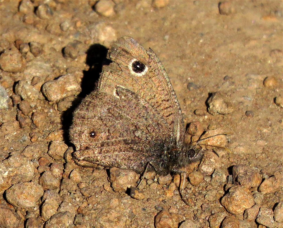 WOOD-NYMPH, SMALL (Cercyonis oetus) (8-3-2021) 9000-9600 ft, steen's mt , harney co, or -01