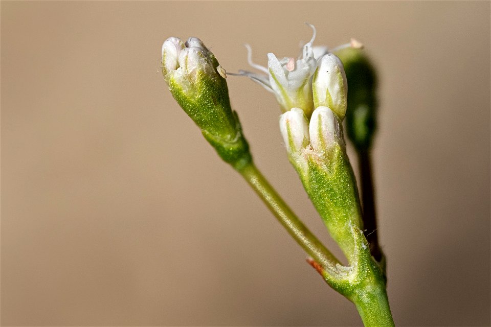 Eriogonum lonchophyllum