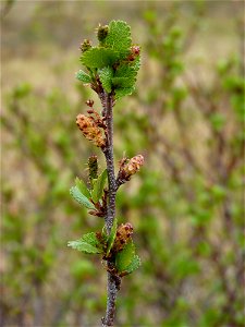 Dwarf Birch_6-11-2011 photo