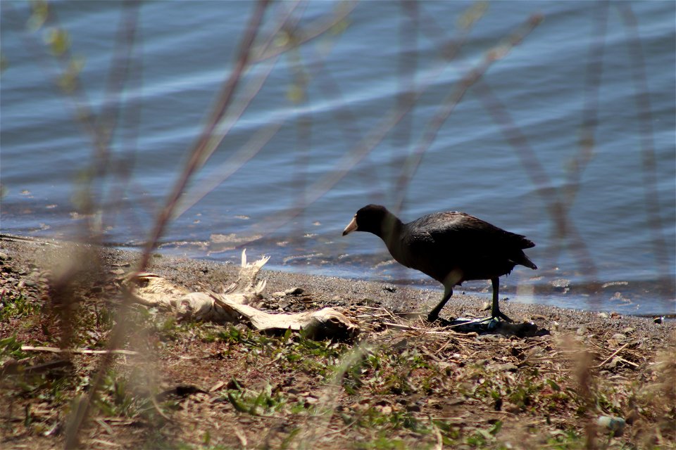 Coots Lake Andes National Wildlife Refuge South Daktoa