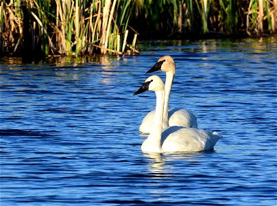 Trumpeter swan at Seedskadee National Wildlife Refuge