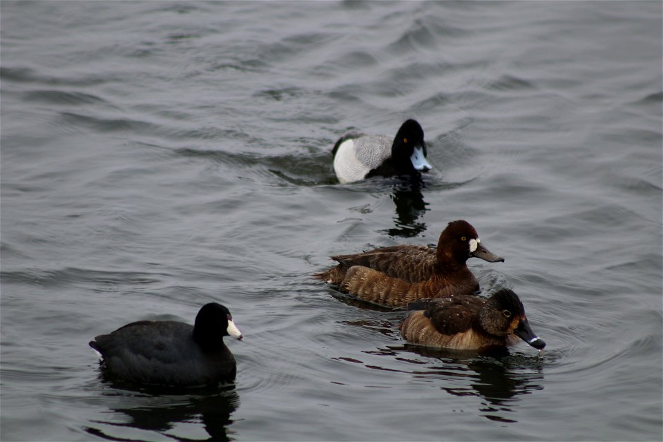 Ring-necked and Lesser Scaup Lake Andes National Wildlife Refuge South Dakota