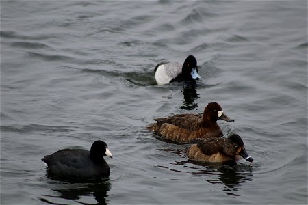 Ring-necked and Lesser Scaup Lake Andes National Wildlife Refuge South Dakota photo