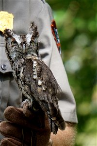 Eastern Screech Owl Closeup