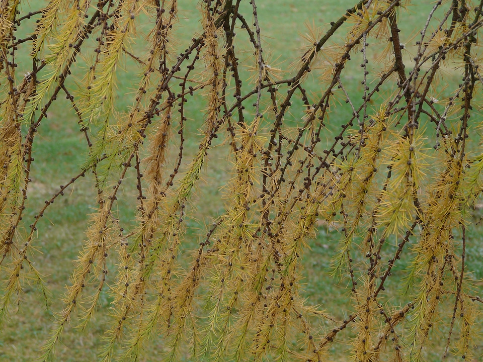 Larix kaempferi larix pine greenhouse