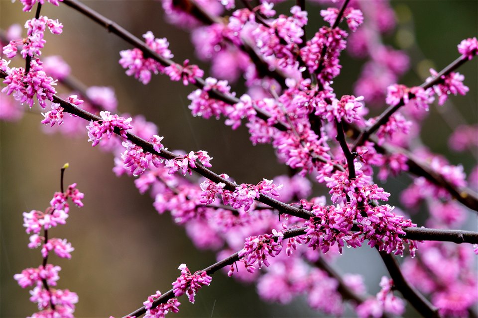 Eastern Redbud Blossoms photo