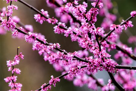 Eastern Redbud Blossoms
