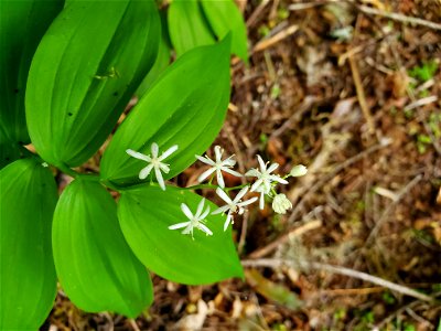 Star Solomon's Seal, Mt. Baker-Snoqualmie National Forest. Photo by Anne Vassar May 17, 2021.