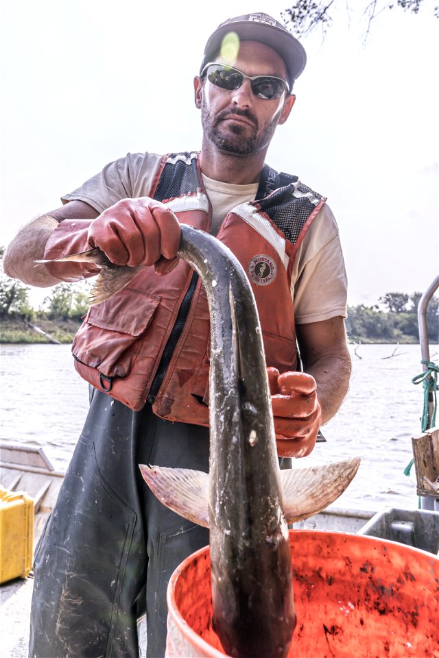 Invasive Carp Research on the James River in South Dakota. Photo: Sam Stukel (USFWS)