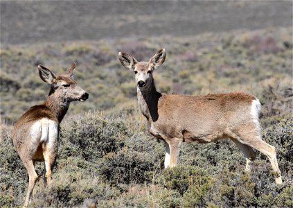 Mule deer near Arapaho National Wildlife Refuge Colorado photo