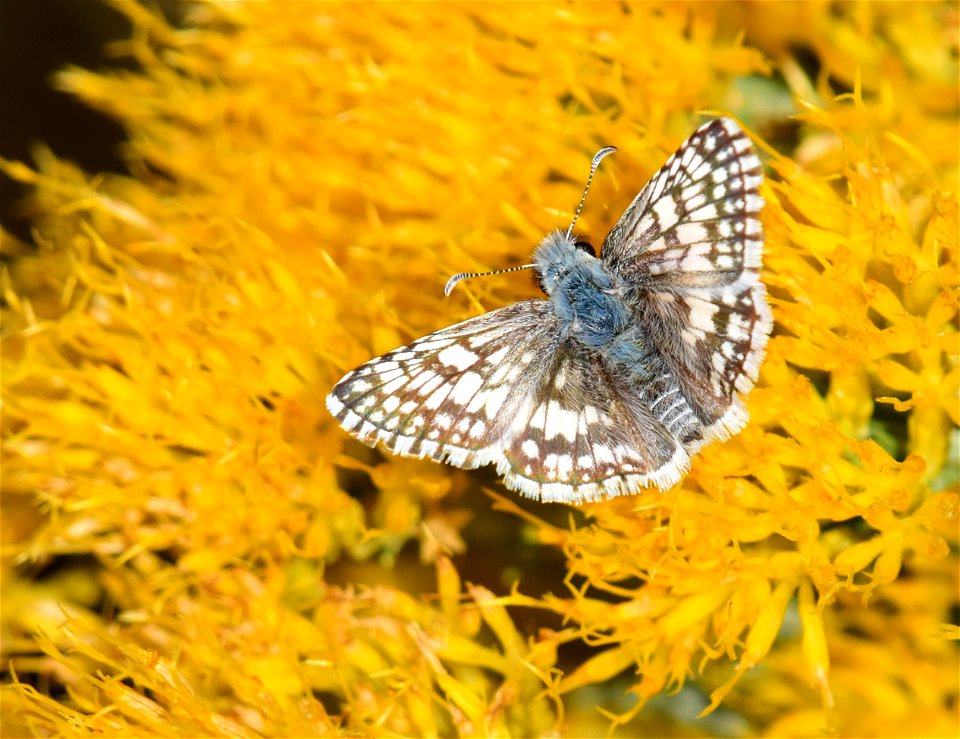 Common checkerd skipper (Pyrgus communis)on rubber rabbitbrush at Seedskadee National Wildlife Refuge