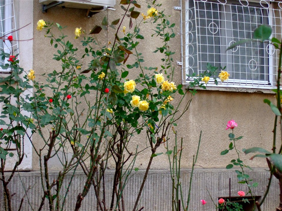 trandafiriMallVitan2010_1127_151728