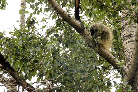 Porcupine photo