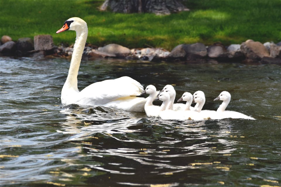 Follow the leader photo