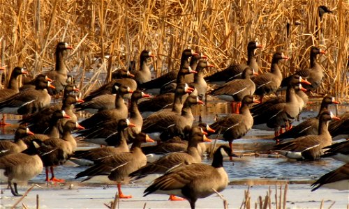 Greater white-fronted geese photo