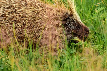 North American porcupine at Seedskadee National Wildlife Refuge photo