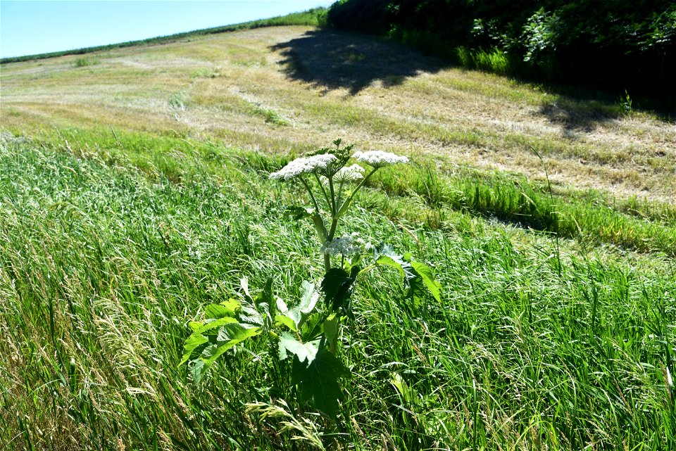 Cow parsnip in bloom