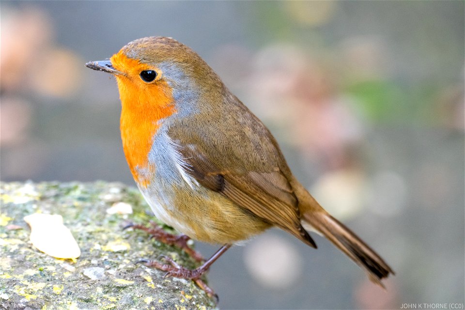 The Friars Aylesford Robin